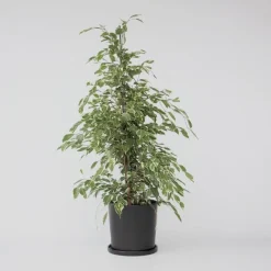 Plant in a Box Treurvijg - Ficus Benjamina 'Twilight' - Hoogte 100-110cm - ⌀21cm Discount
