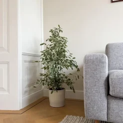 Plant in a Box Treurvijg - Ficus Benjamina 'Twilight' - Hoogte 100-110cm - ⌀21cm Discount