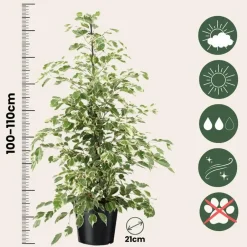 Plant in a Box Treurvijg - Ficus Benjamina 'Twilight' - Hoogte 100-110cm - ⌀21cm Discount