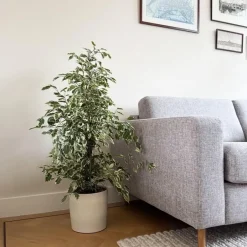 Plant in a Box Treurvijg - Ficus Benjamina 'Twilight' - Hoogte 100-110cm - ⌀21cm Discount