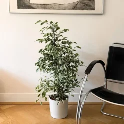 Plant in a Box Treurvijg - Ficus Benjamina 'Twilight' - Hoogte 100-110cm - ⌀21cm Discount