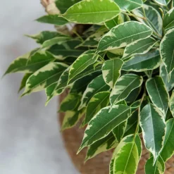Plant in a Box Treurvijg - Ficus Benjamina 'Twilight' - Hoogte 100-110cm - ⌀21cm Discount