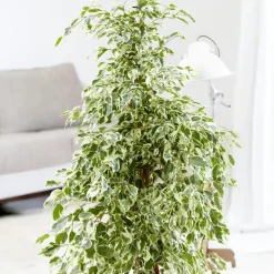 Plant in a Box Treurvijg - Ficus Benjamina 'Twilight' - Hoogte 100-110cm - ⌀21cm Discount