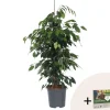Plant in a Box Treurvijg - Ficus benjamina 'Danielle' - Hoogte 100-110cm - ⌀21cm Hot