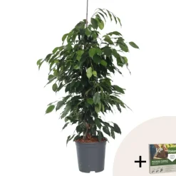Plant in a Box Treurvijg - Ficus benjamina 'Danielle' - Hoogte 100-110cm - ⌀21cm Hot