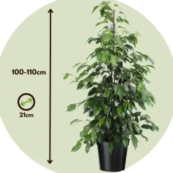 Plant in a Box Treurvijg - Ficus benjamina 'Danielle' - Hoogte 100-110cm - ⌀21cm Hot