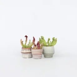 Plant in a Box Trompetbekerplant - Set van 3 - Sarracenia purpurea - Hoogte 10cm - ⌀5,5cm Online