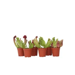 Plant in a Box Trompetbekerplant - Set van 6 - Sarracenia purpurea - Hoogte 15-20cm - ⌀5,5cm New
