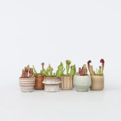 Plant in a Box Trompetbekerplant - Set van 6 - Sarracenia purpurea - Hoogte 15-20cm - ⌀5,5cm New