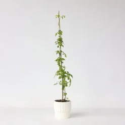 Plant in a Box Trompetbloem - Campsis radicans - Hoogte 110-120cm - ⌀17cm Sale