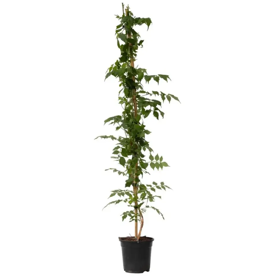 Plant in a Box Trompetbloem - Campsis taglibuana 'Mme Galen' - Hoogte 110-120cm - ⌀17cm Clearance