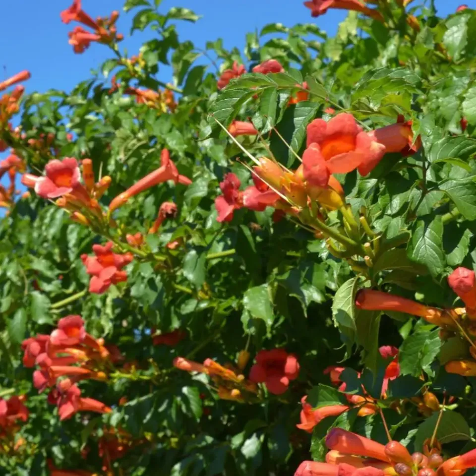 Plant in a Box Trompetbloem - Campsis taglibuana 'Mme Galen' - Hoogte 110-120cm - ⌀17cm Clearance