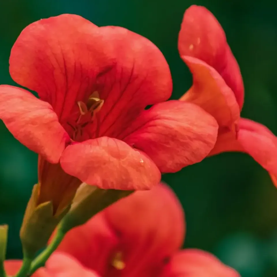 Plant in a Box Trompetbloem - Campsis taglibuana 'Mme Galen' - Hoogte 110-120cm - ⌀17cm Clearance