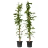 Plant in a Box Trompetbloem - Set van 2 - Campsis 'Mme Galen' - Hoogte 110-120cm - ⌀17cm New
