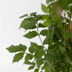 Plant in a Box Trompetbloem - Set van 2 - Campsis 'Mme Galen' - Hoogte 110-120cm - ⌀17cm New