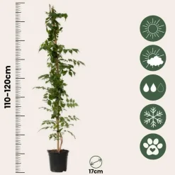 Plant in a Box Trompetbloem - Set van 2 - Campsis 'Mme Galen' - Hoogte 110-120cm - ⌀17cm New