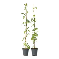 Plant in a Box Trompetbloem - Set van 2 - Campsis radicans - Hoogte 110-120cm - ⌀17cm
