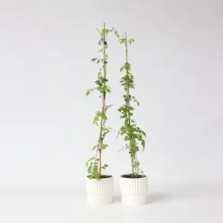Plant in a Box Trompetbloem - Set van 2 - Campsis radicans - Hoogte 110-120cm - ⌀17cm