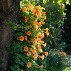 Plant in a Box Trompetbloem - Set van 2 - Campsis radicans - Hoogte 110-120cm - ⌀17cm