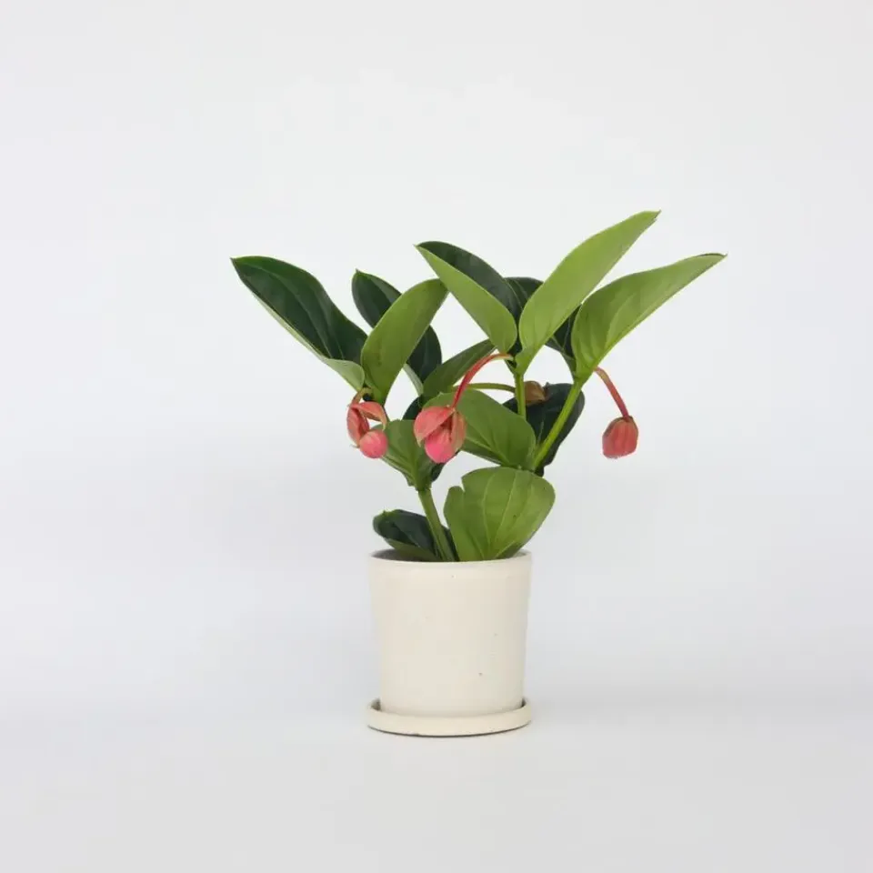 Plant in a Box Trosbloem - Medinilla magnifica - Hoogte 40-50cm - ⌀14cm Clearance