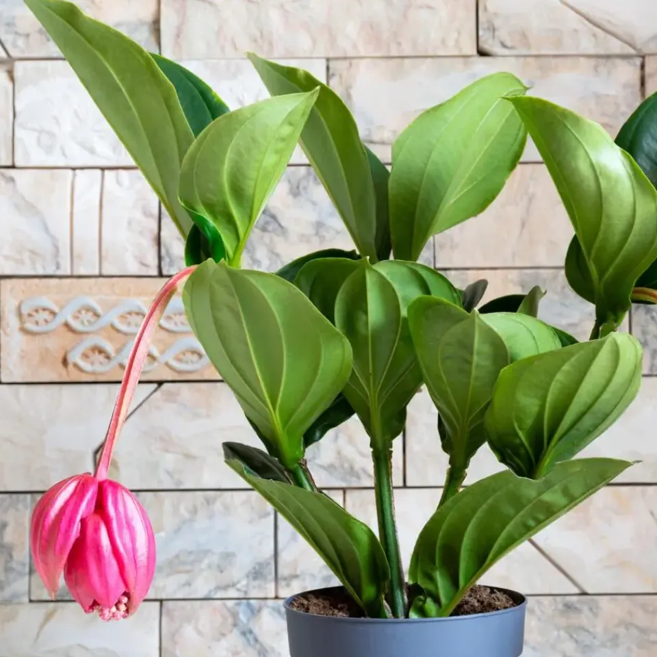 Plant in a Box Trosbloem - Medinilla magnifica - Hoogte 40-50cm - ⌀14cm Clearance