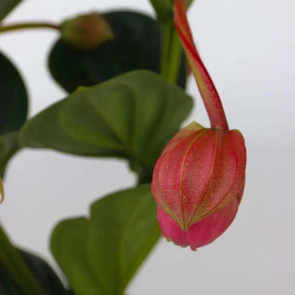 Plant in a Box Trosbloem - Medinilla magnifica - Hoogte 40-50cm - ⌀14cm Clearance