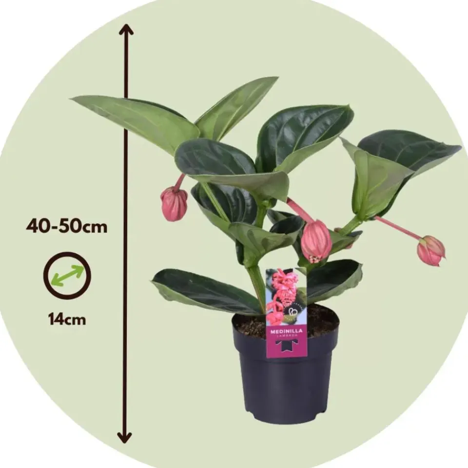Plant in a Box Trosbloem - Medinilla magnifica - Hoogte 40-50cm - ⌀14cm Clearance