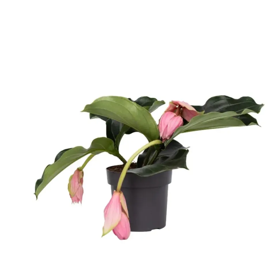 Plant in a Box Trosbloem - Medinilla magnifica - Hoogte 40-50cm - ⌀17cm Online