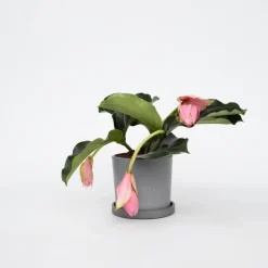 Plant in a Box Trosbloem - Medinilla magnifica - Hoogte 40-50cm - ⌀17cm Online