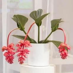 Plant in a Box Trosbloem - Medinilla magnifica - Hoogte 40-50cm - ⌀17cm Online