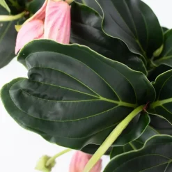 Plant in a Box Trosbloem - Medinilla magnifica - Hoogte 40-50cm - ⌀17cm Online