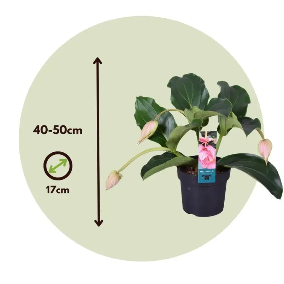 Plant in a Box Trosbloem - Medinilla magnifica - Hoogte 40-50cm - ⌀17cm Online