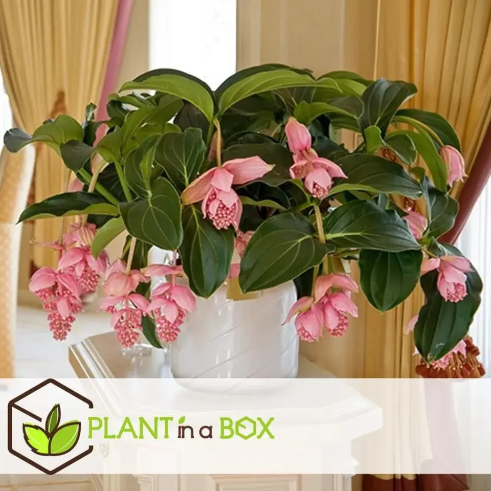 Plant in a Box Trosbloem - Medinilla magnifica - Hoogte 40-50cm - ⌀17cm Online