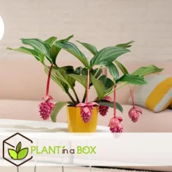 Plant in a Box Trosbloem - Medinilla magnifica - Hoogte 40-50cm - ⌀17cm Online