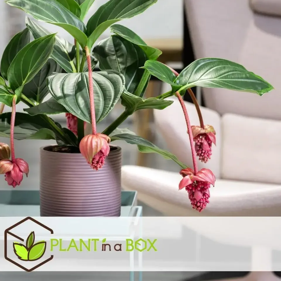 Plant in a Box Trosbloem - Medinilla magnifica - Hoogte 40-50cm - ⌀17cm Online