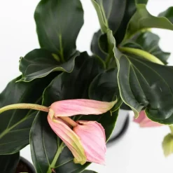 Plant in a Box Trosbloem - Medinilla magnifica - Hoogte 40-50cm - ⌀17cm Online