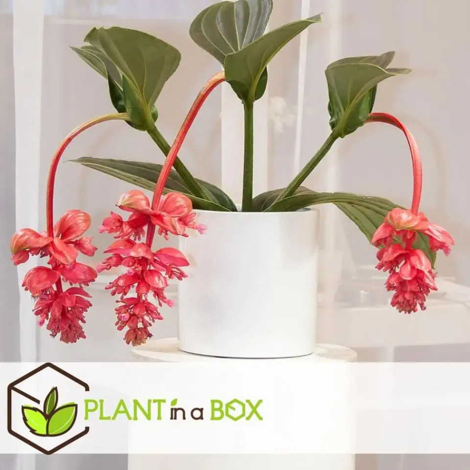 Plant in a Box Trosbloem - Medinilla magnifica - Hoogte 40-50cm - ⌀17cm Online