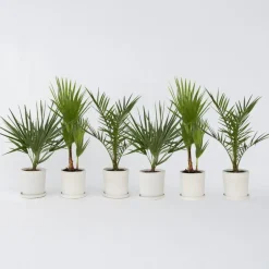 Plant in a Box Tuinpalm - Set van 6 - Phoenix Chamaerops Washingtonia - Hoogte 50-70cm - ⌀15cm New
