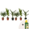 Plant in a Box Tuinpalmen met plantenvoeding - Set van 6 - Hoogte 50-70cm - ⌀15cm Outlet