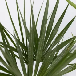 Plant in a Box Tuinpalmen met plantenvoeding - Set van 6 - Hoogte 50-70cm - ⌀15cm Outlet