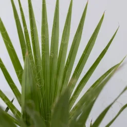 Plant in a Box Tuinpalmen met plantenvoeding - Set van 6 - Hoogte 50-70cm - ⌀15cm Outlet