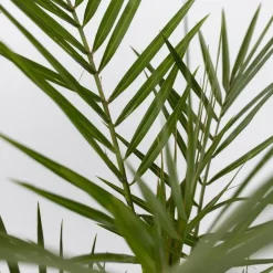 Plant in a Box Tuinpalmen met plantenvoeding - Set van 6 - Hoogte 50-70cm - ⌀15cm Outlet