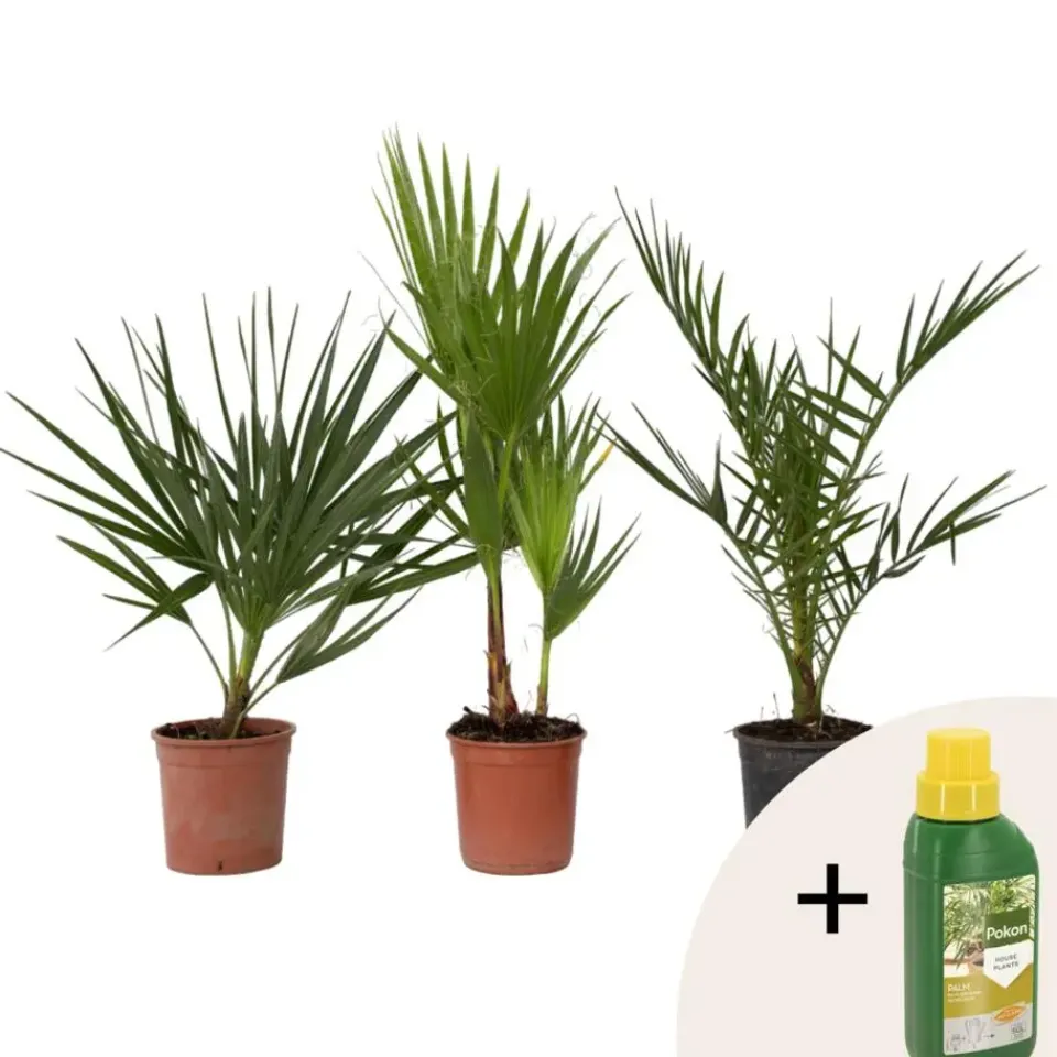 Plant in a Box Tuinpalmen met plantenvoeding - Set van 3 - Hoogte 50-70cm - ⌀15cm