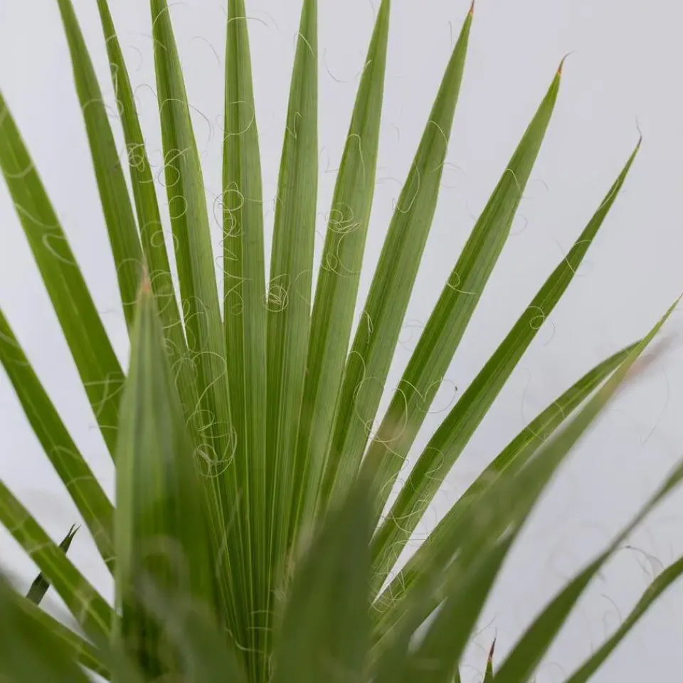 Plant in a Box Tuinpalmen met plantenvoeding - Set van 3 - Hoogte 50-70cm - ⌀15cm