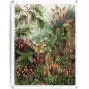 Reinders Tuinposter Sea Flora - 80 x 60cm - Groen Best