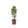 Plant in a Box Varkensboom - Clusia rosea 'Princess' - Hoogte 50-60cm - ⌀17cm Discount