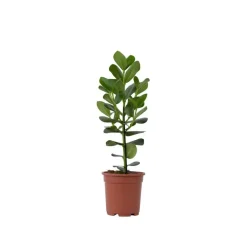Plant in a Box Varkensboom - Clusia rosea 'Princess' - Hoogte 50-60cm - ⌀17cm Discount