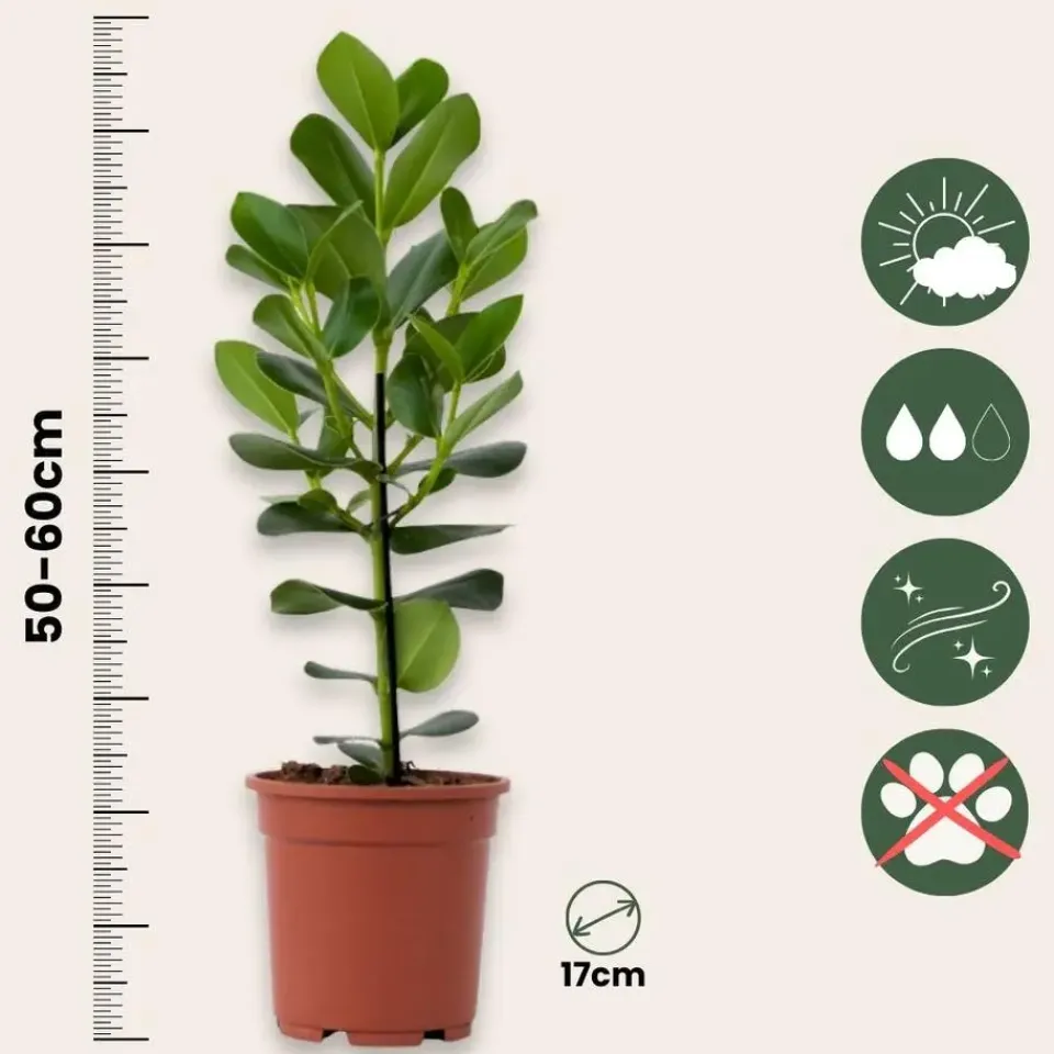 Plant in a Box Varkensboom - Clusia rosea 'Princess' - Hoogte 50-60cm - ⌀17cm Discount