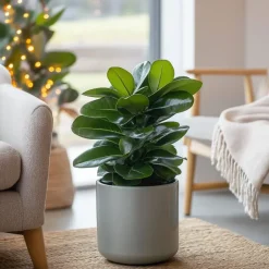 Plant in a Box Varkensboom - Clusia rosea 'Princess' - Hoogte 50-60cm - ⌀17cm Discount