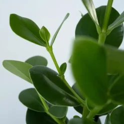 Plant in a Box Varkensboom - Clusia rosea 'Princess' - Hoogte 50-60cm - ⌀17cm Discount